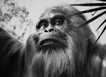 Científicos revelan los secretos del primate más grande que ha existido