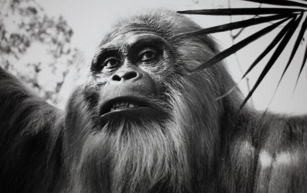 Reconstrucción del gigantopiteco en un zoológico de San Diego, Estados Unidos. Foto; Museo del hombre San Diego