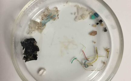 Detectan microplásticos en la sangre humana por primera vez; científicos aún desconocen cómo afectaría a la salud