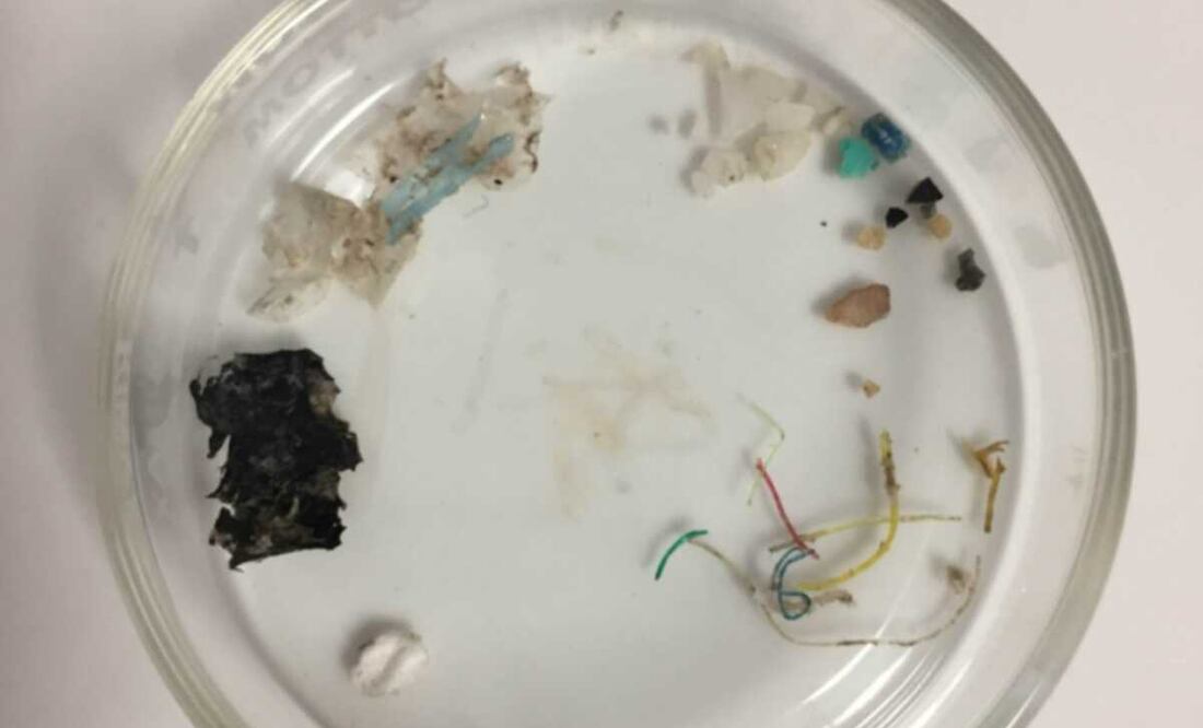 Imagen ilustrativa. Foto: UNAM