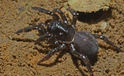 Una araña habría cruzado el océano Índico