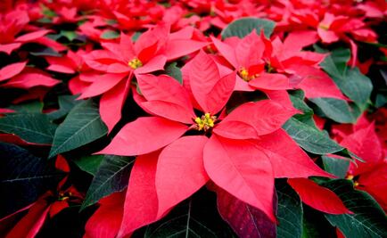 Mexico wants to recover its native plants