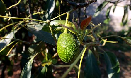 Michoacán busca proteger el aguacate; solicita denominación de origen ante el IMPI