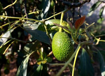 Michoacán busca proteger el aguacate; solicita denominación de origen ante el IMPI