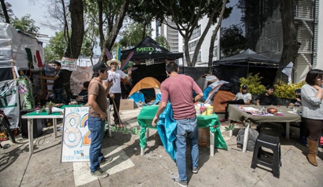 Siembran marihuana fuera del Senado de la República