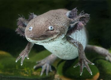 Recorrido guiado en Xochimilco para conocer el ajolote