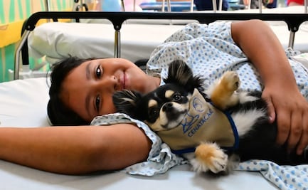 Lomitos ayudan a niños a reducir estrés hospitalario; más de 2 mil pequeños han sido visitados en el INP