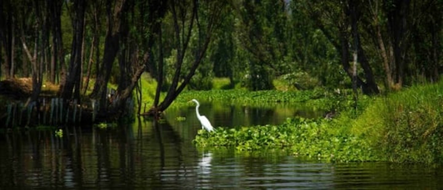 7 tours en Xochimilco fuera de lo común y que no querrás perderte