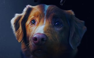 "Indy", el perro que hizo historia al ganar el Astra 2026 por su actuación en "Good Boy" 