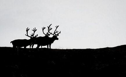 Noruega sacrificará 2 mil renos para erradicar enfermedad