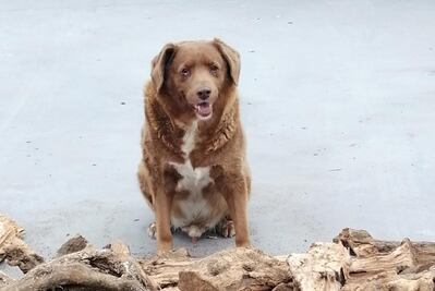 Bobi, el perro más viejo del mundo, cumple 31 años