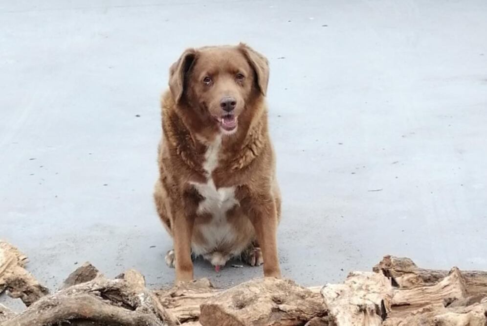Bobi cumplió este 11 de mayo 31 años. Fue certificado como el perro más viejo del mundo. FOTO: ESPECIAL