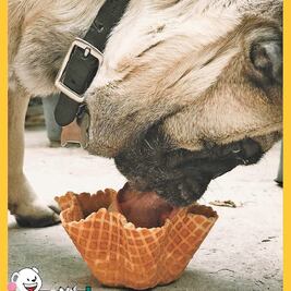 Ofrecen helado para mascotas 