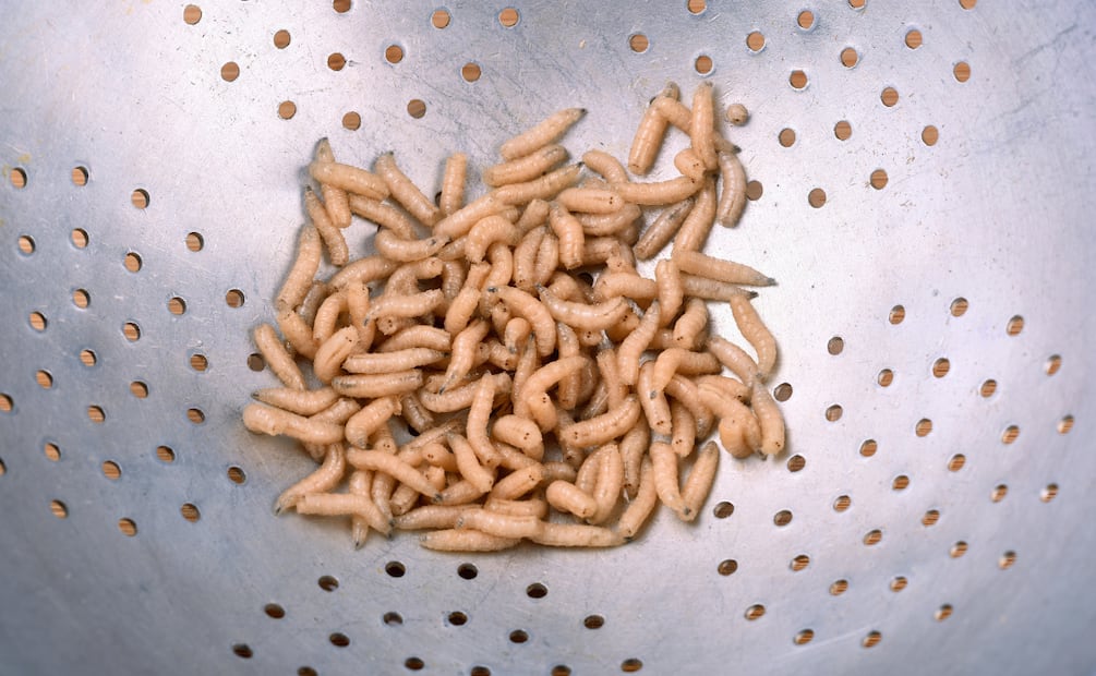 Aparecen principalmente en cubos de basura, fregaderos, despensas y zonas poco visibles. Foto: Canva