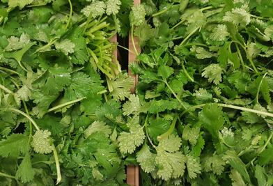 ¿Qué pasa si comes cilantro todos los días?