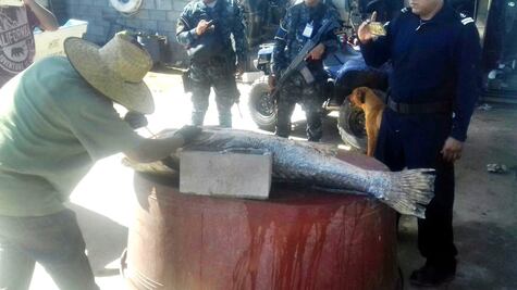 Caen 4 por posesión de totoaba en Baja California