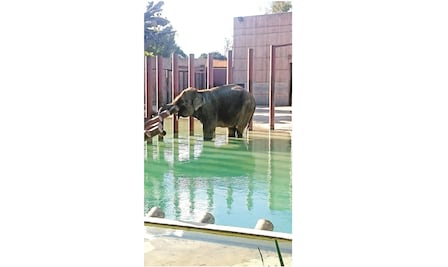 En menos de un año pierden zoológicos tres animales 