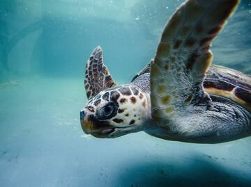 Con ADN ambiental, la Unesco busca conservar a las especies marinas vulneradas