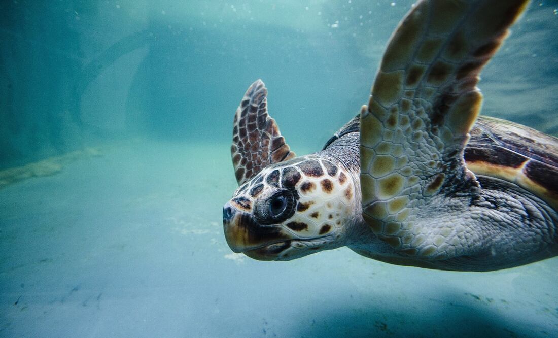 Foto: EFE/Jorge Zapata, archivo