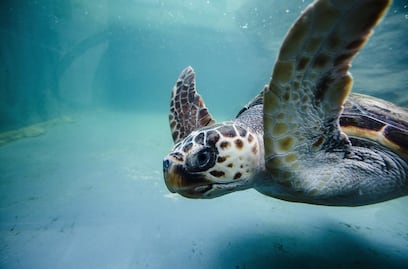 Con ADN ambiental, la Unesco busca conservar a las especies marinas vulneradas