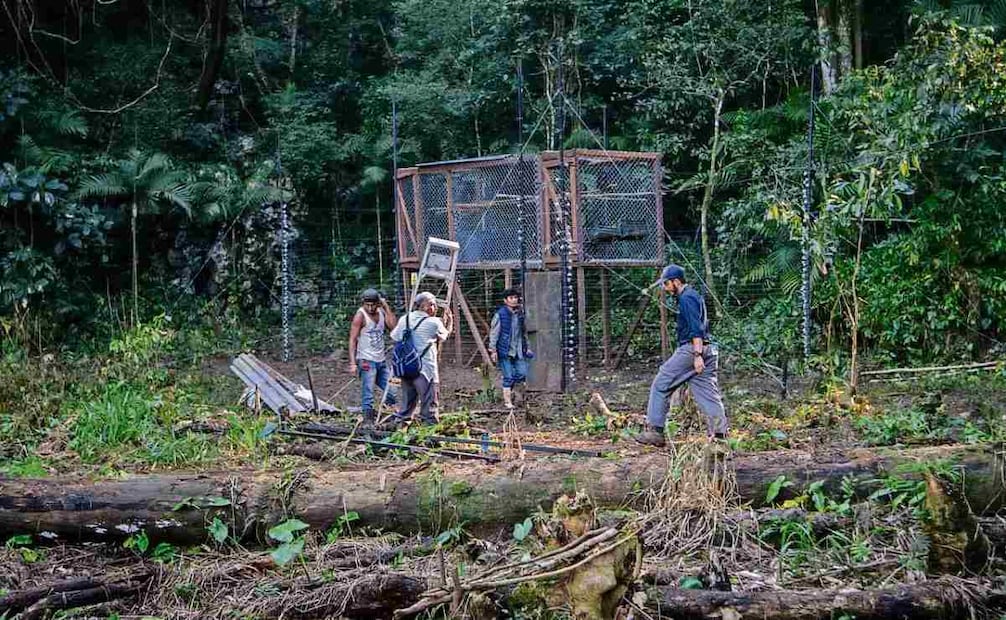 Mientras quedan en libertad, los primates permanecerán en una jaula grande construida por los habitantes. Foto: Santiago Reyes / EL UNIVERSAL
