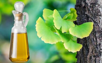 Si tienes estas enfermedades, Ginkgo Biloba puede ser más riesgoso de lo que piensas; descubre por qué
