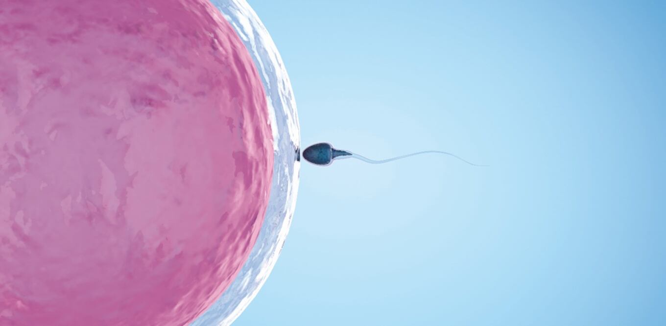 LA UNAM habla de los motivos de la infertilidad en el 15% de las parejas.
Imagen: Archivo