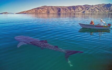Cuándo es la temporada de tiburón ballena en el mar de Cortés