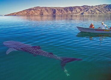 Cuándo es la temporada de tiburón ballena en el mar de Cortés