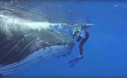 Video. Ballena defiende a buceadora del ataque de un tiburón