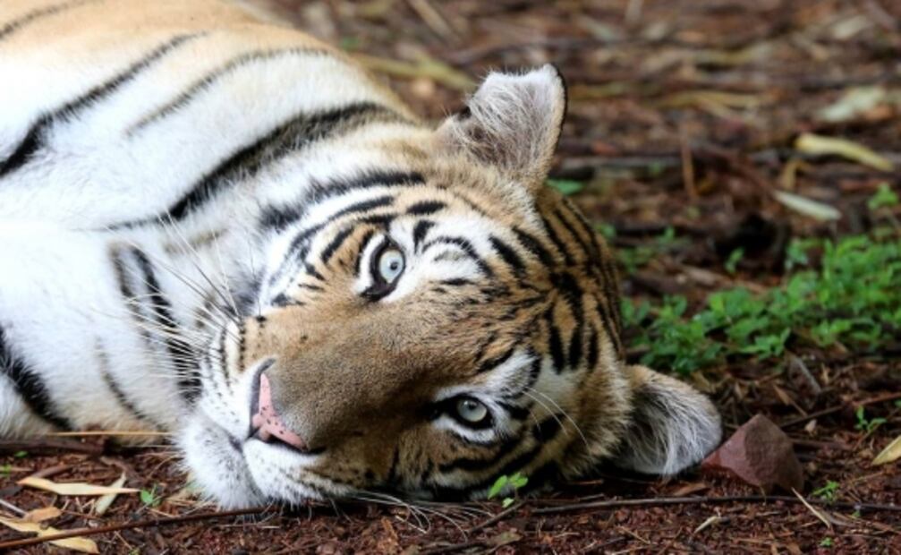 Reportan aumento de ejemplares de tigres en Rusia e India