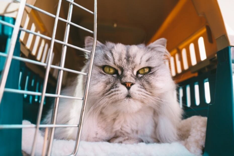 Viajar con el michi: ¿me puedo llevar de vacaciones a mi gato?