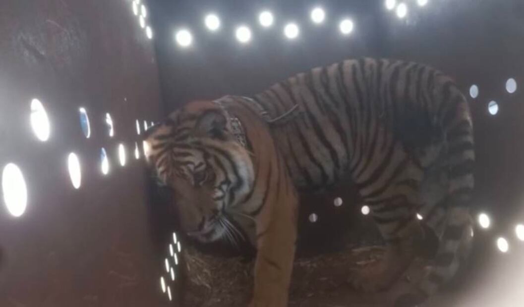 Tigre de bengala asegurado. Foto: Especial