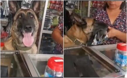 ¡Empleada de mes!: perrita atiende ferretería y se vuelve viral
