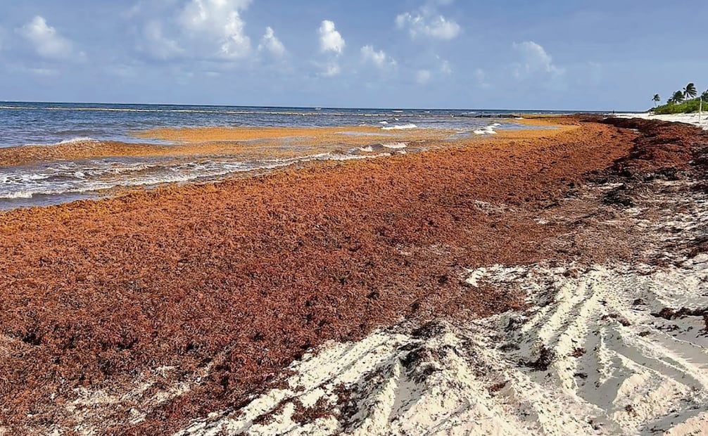 Sargazo en playas de México. Foto: Especial