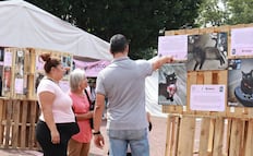 Cuándo es el Gato Fest 2026 en CDMX