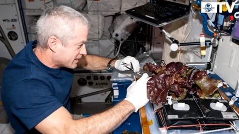Astronautas prueban lechugas espaciales