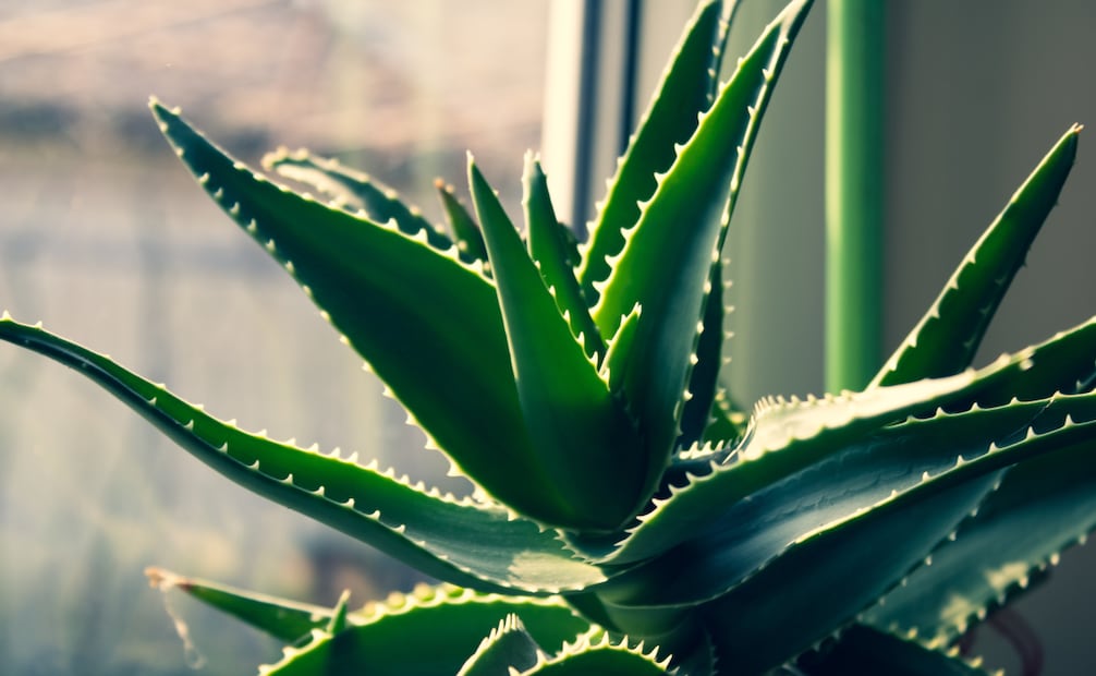 Sábila. Foto: Canva