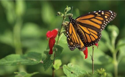Monarch Butterfly arrives in Michoacán