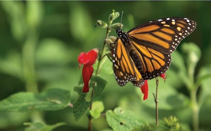 Monarch Butterfly arrives in Michoacán