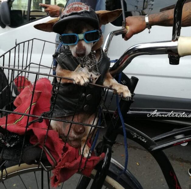 Así llegó el punk a México