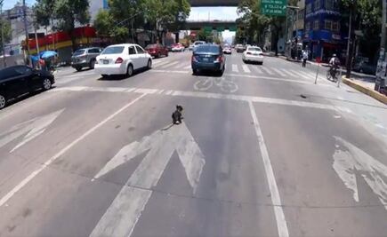 Se hace viral el rescate de un can en avenida Revolución