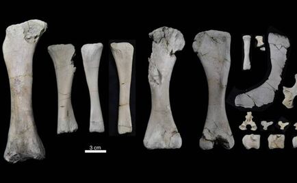 Misión recoge huesos de dinosaurios y fósiles de Antártida