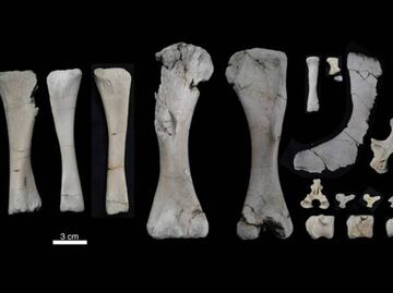 Misión recoge huesos de dinosaurios y fósiles de Antártida