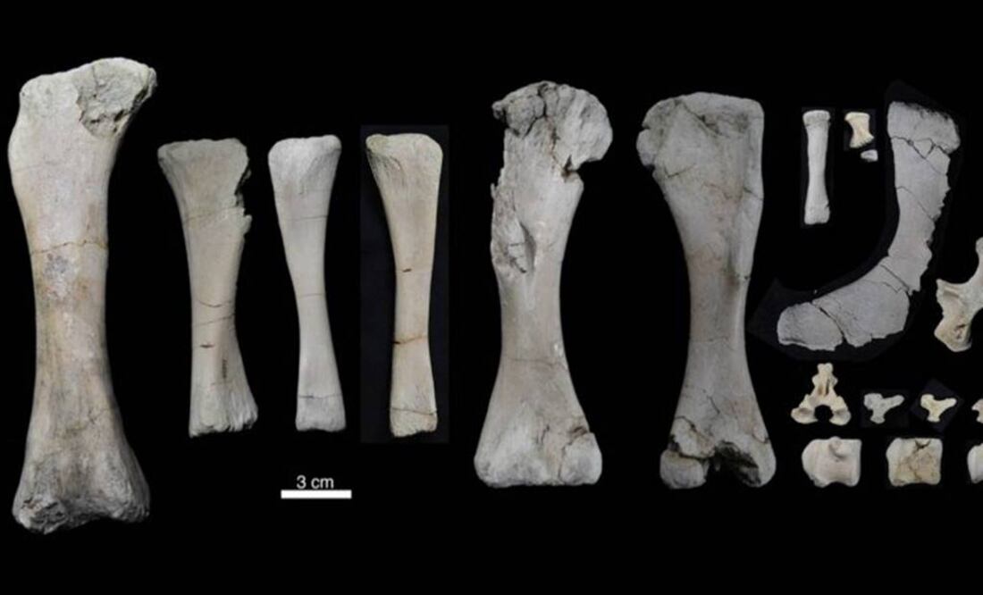 Encontraron piezas de plesiosaurios y mussaurus. Foto: Archivo