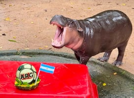 ¿Fan de Messi? hipopótamo viral "Moo Deng" predice al ganador del Mundial 2026; elección causa furor en redes sociales