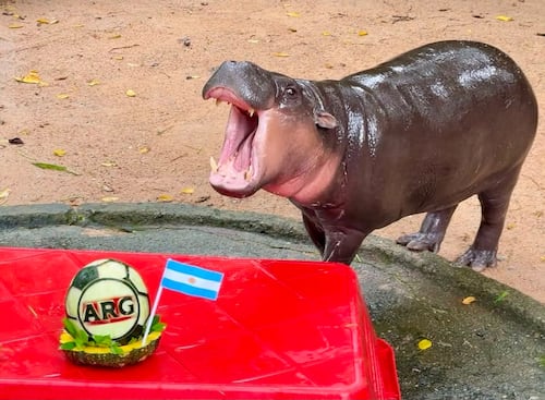 ¿Fan de Messi? hipopótamo viral "Moo Deng" predice al ganador del Mundial 2026; elección causa furor en redes sociales