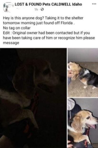 Perrito se reencuentra con su familia 8 años después de desaparecer