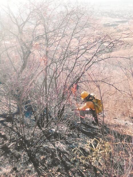 Incendios en bosques dejan en emergencia a cinco municipios
