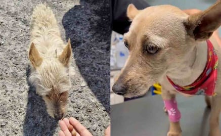 "Dormirá a salvo": Mundo Patitas rescata a "Taquito" y denuncia a trabajador de Naucalpan que golpeó al perrito